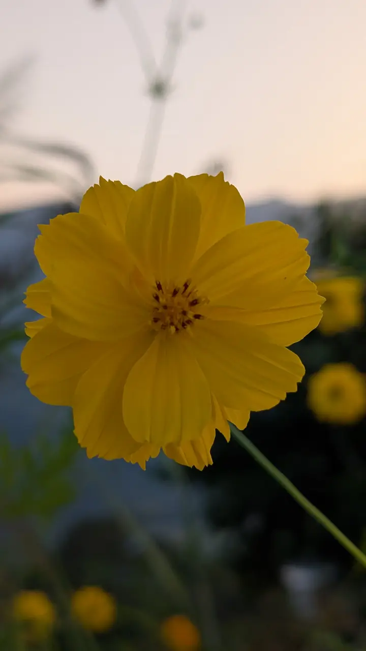 A single yellow cosmos flower against a pale evening sky