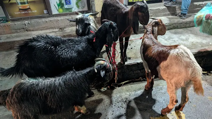 Black, brown and white goats tied with red cords on a wet street at night, in front of a shop
