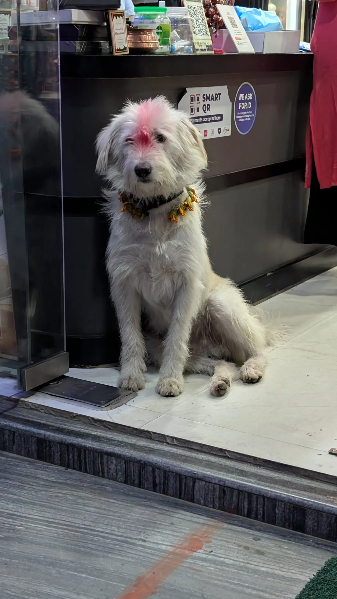 A shaggy white dog with red tika powder on its head and a marigold garland, sitting in a shop doorway