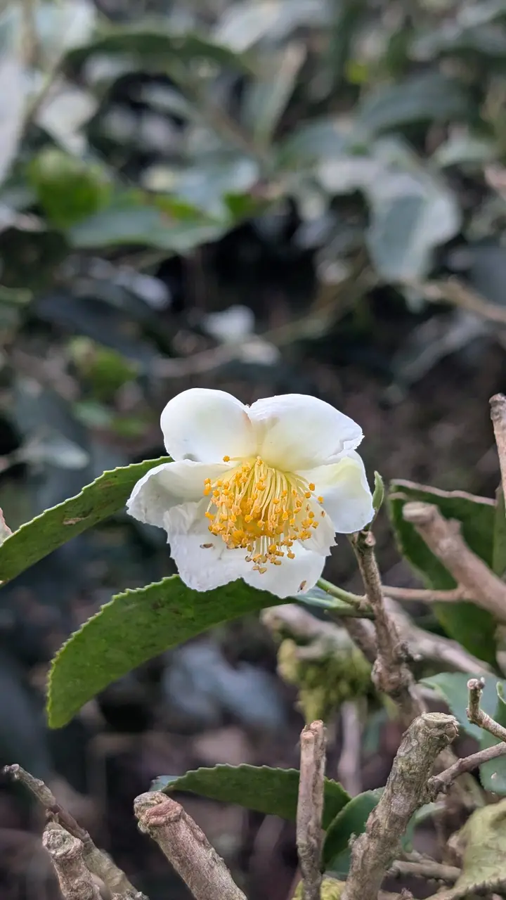 A white tea flower with a mass of yellow stamens among dark green tea leaves