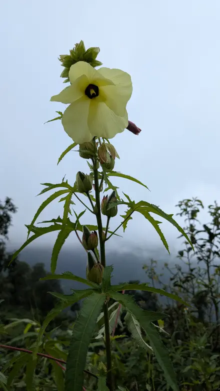 A pale yellow hibiscus-like flower with a dark centre on a tall stem, misty green hills behind