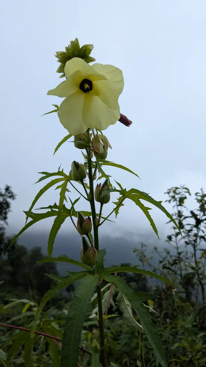A pale yellow hibiscus-like flower with a dark centre on a tall stem, misty green hills behind