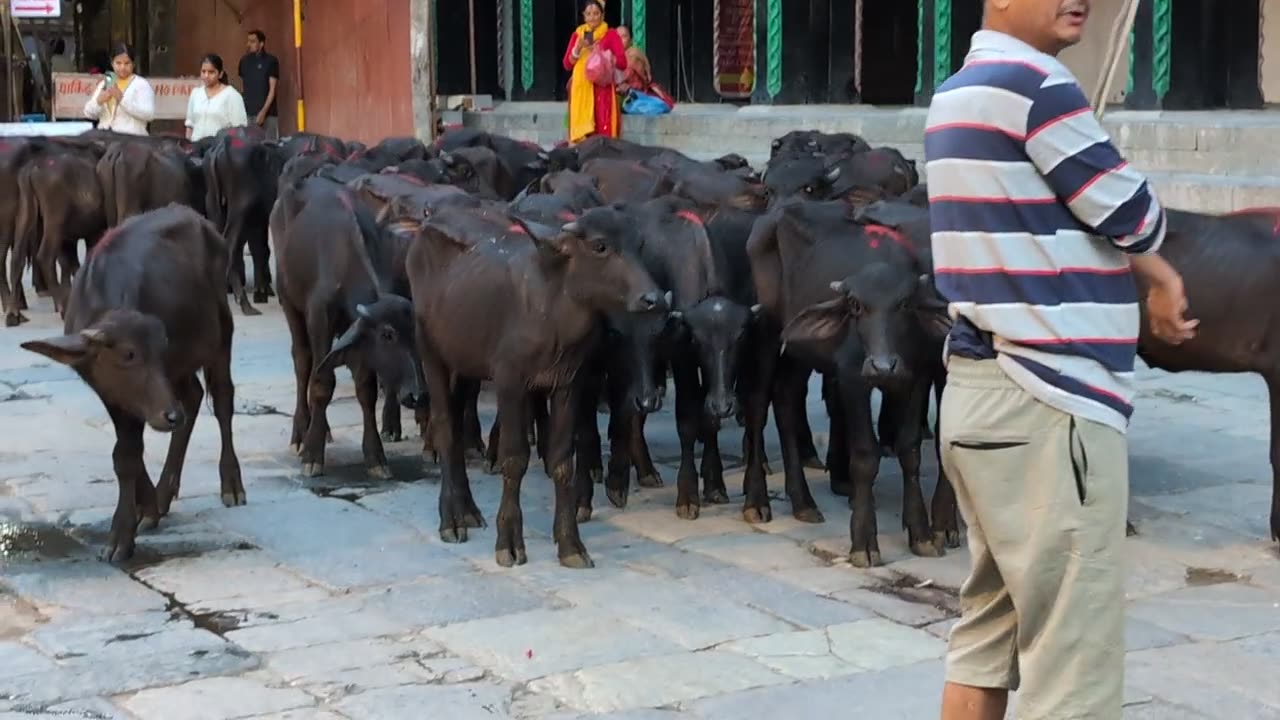 A herd of young black buffaloes with red powder on their heads, gathered in a paved temple courtyard